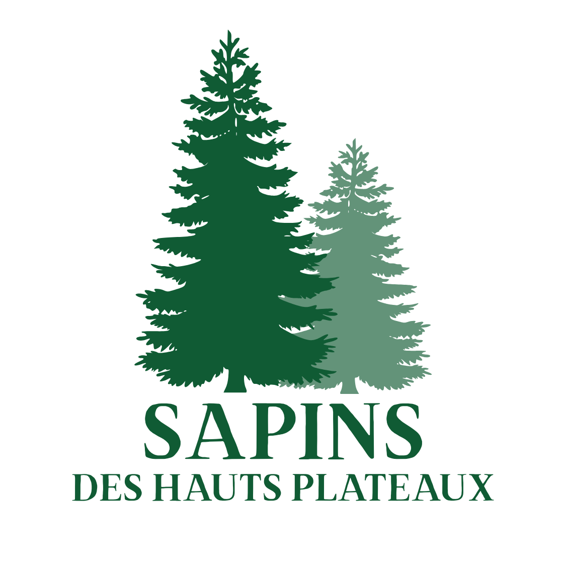 Sapins des Hauts Plateaux