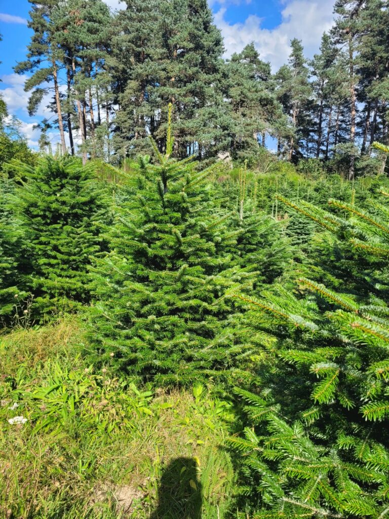 WhatsApp Image 2025-10-10 at 11.41.03