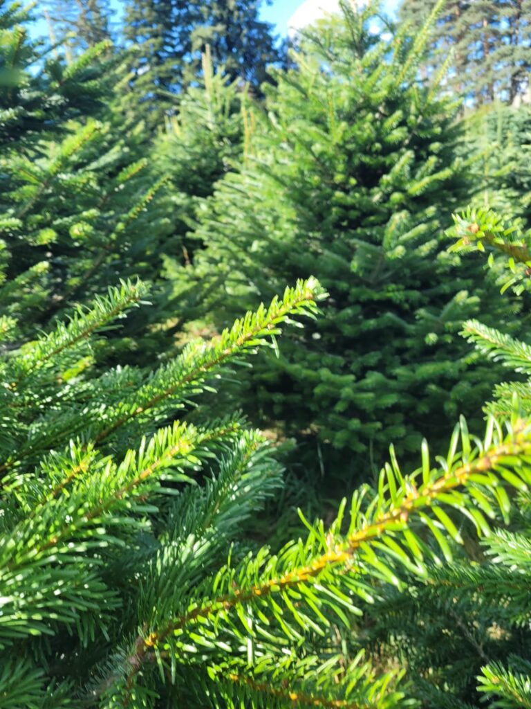 WhatsApp Image 2025-10-10 at 11.41.04 (1)