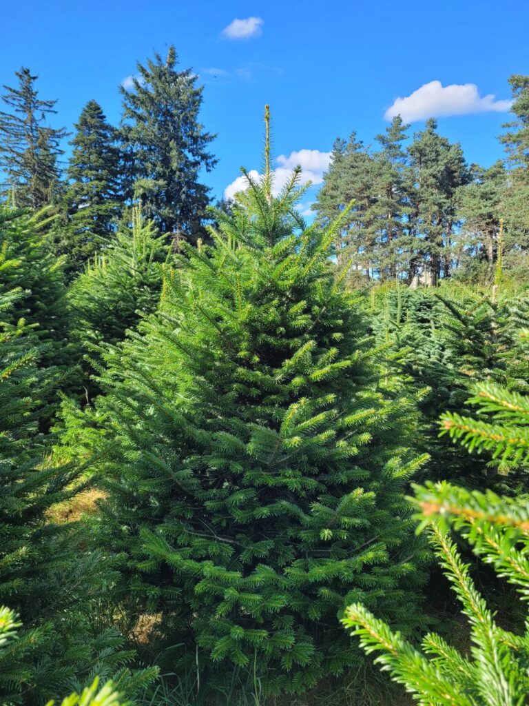 WhatsApp Image 2025-10-10 at 11.41.04